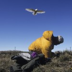 00674-08008 00674-08008 - Denver Holt at a nesting site about to be attacked by a Snowy Owl. Barrow, Alaska