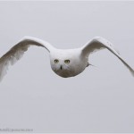snowyowl2 snowyowl2 -